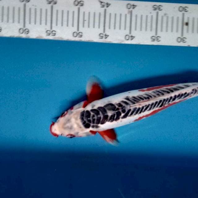 Shusui hot 38cm