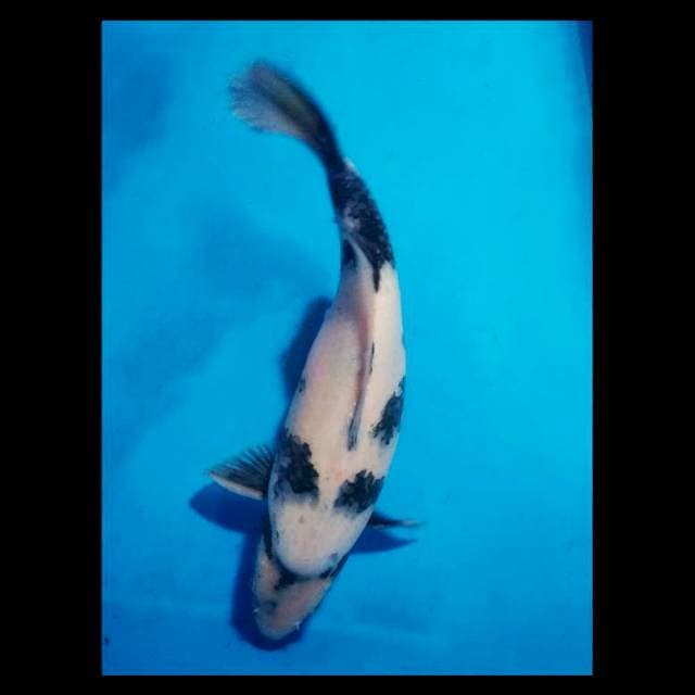 Shiro 35up male ,F1 Momotaro