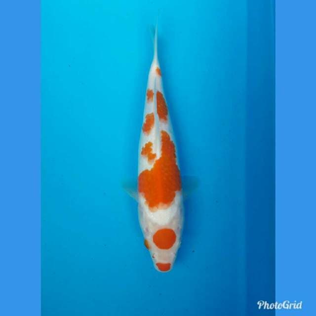 Maruten kohaku