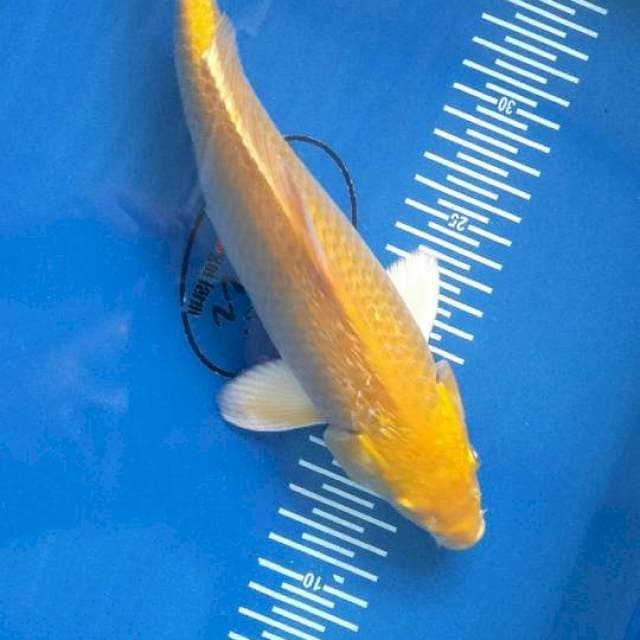 Karashi 28cm