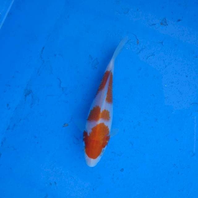 Kohaku Ori F1