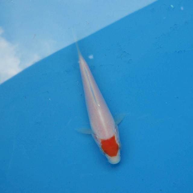 Tancho Kohaku Ori F1