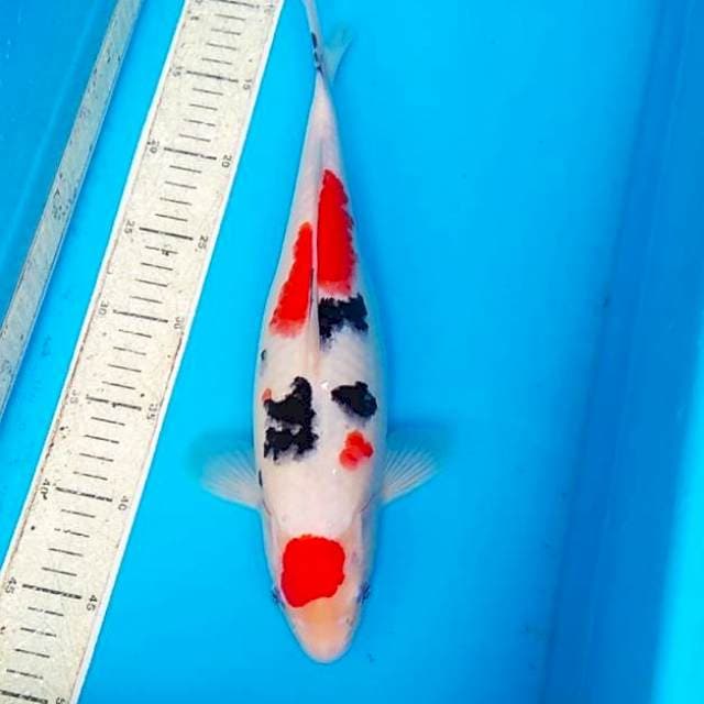 Sanke 36cm