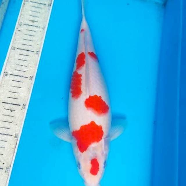 Kohaku Sakura 34cm
