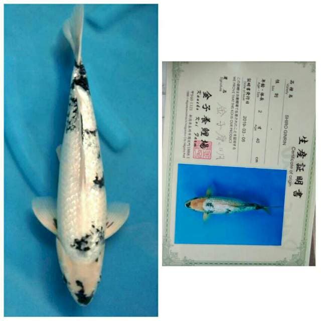 Kaneko Jumbo Shiro Ginrin