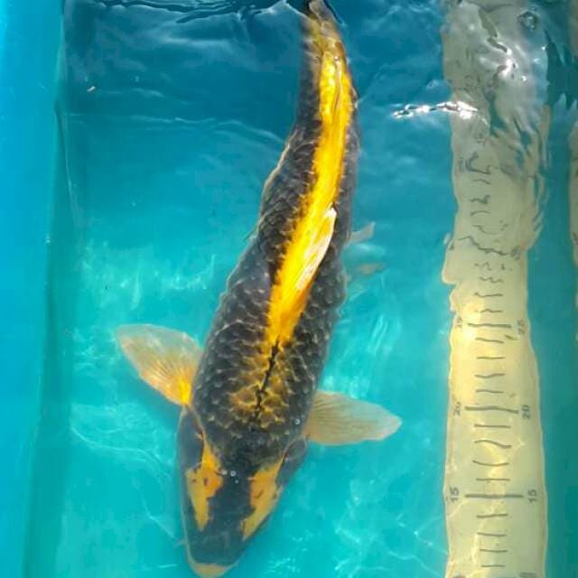 kabuto 43 cm