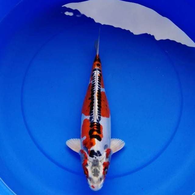 THE PREDATOR - Beni Kikokuryu Bulky