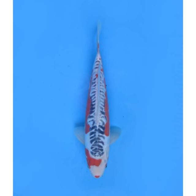 Hanna Shusui Prospek , Male - 34cm