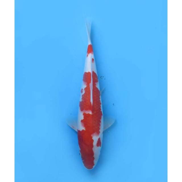 Kohaku , Male - 35cm