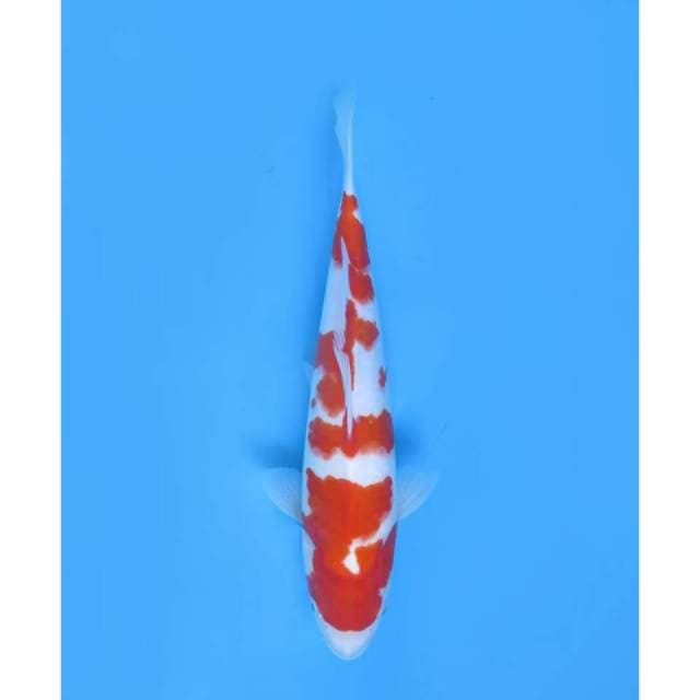 Kohaku Pola Asli , Male - 32cm