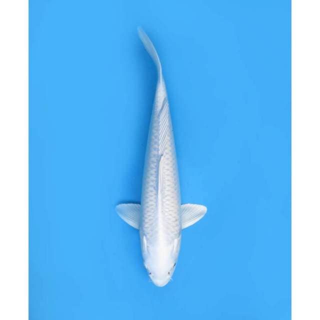 Platinum koleksi , Male - 35cm 