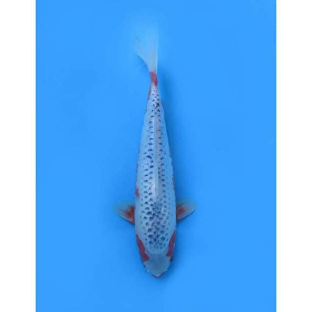 Asagi F1 , Male - 35cm
