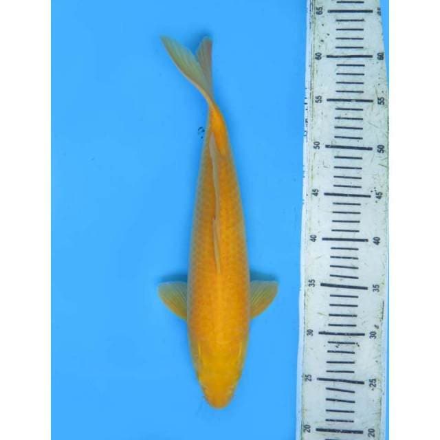 Karasugoi Body Tebel F1 - 39cm