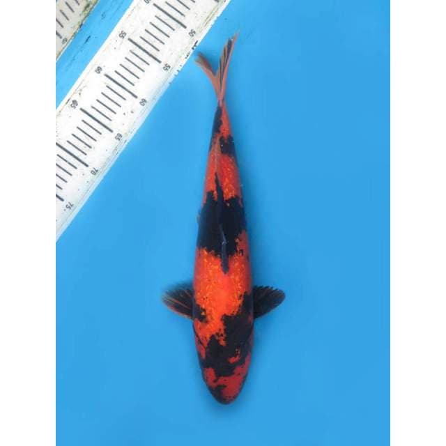 Hi Utsuri Ginrin Merah , 40cm
