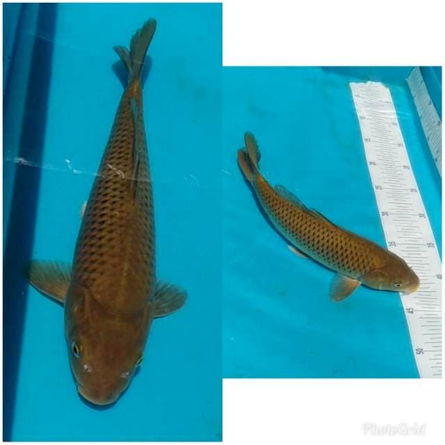 Penjinak kolam