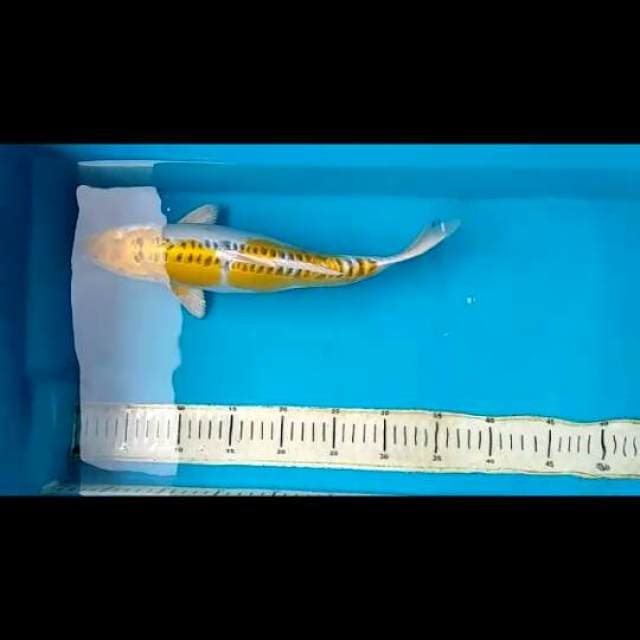 Hariwake doitsu F1 35cm 