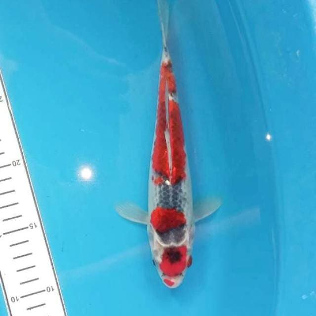 Maruten ghosiki 