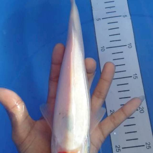 Tanco 30cm