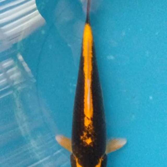 Kabuto