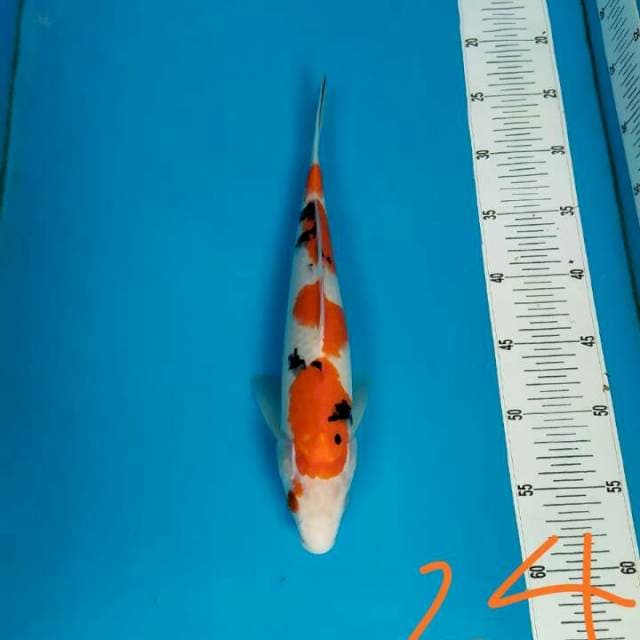 Sanke sederhana 24 cm
