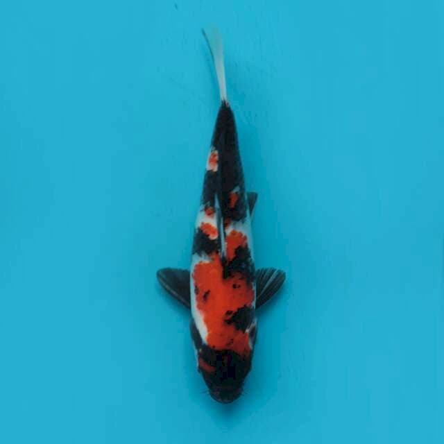 Shoa sanshoku 30cm 