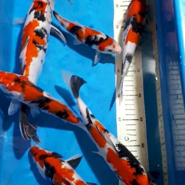 SHOWA 20 SAMPAI 32 CM