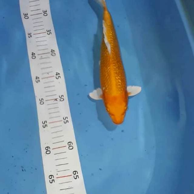 **yamabuki ogon 34 cm