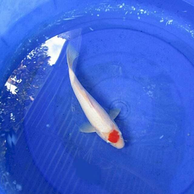 Tancho ori ±27cm