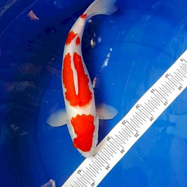 Kohaku 40 cm
