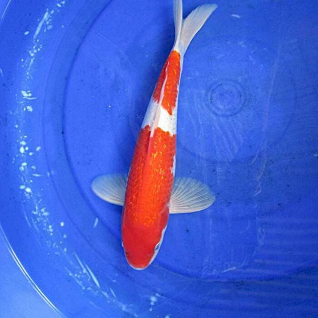 Nidan superred kohaku ginrin ±33cm