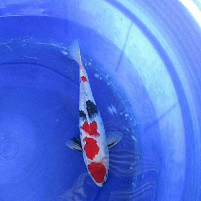 Maruten kindai showa ±30cm merah