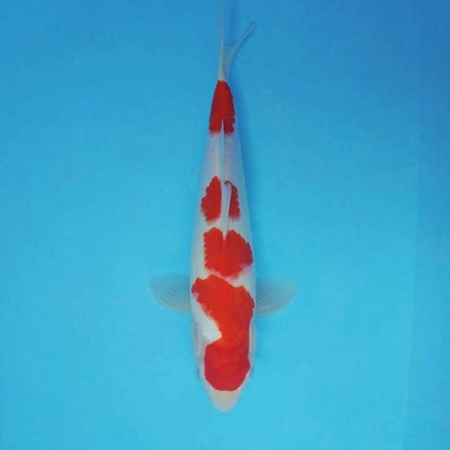 DORIYAKI 4 - KOHAKU 4 STEPS ™