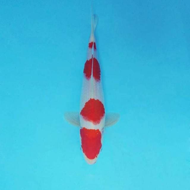 DORIYAKI 5 ~ KOHAKU 4 STEPS ™