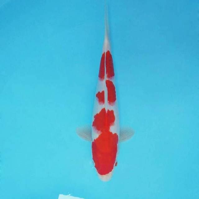 DORIYAKI 6 ~ KOHAKU 3 STEPS ™