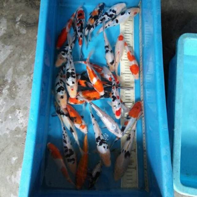 Mix kohaku sanke beko 25 ekor