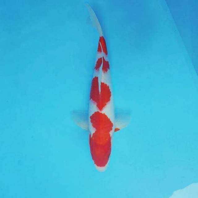 DORIYAKI 11 ~ KOHAKU 4 STEPS ™