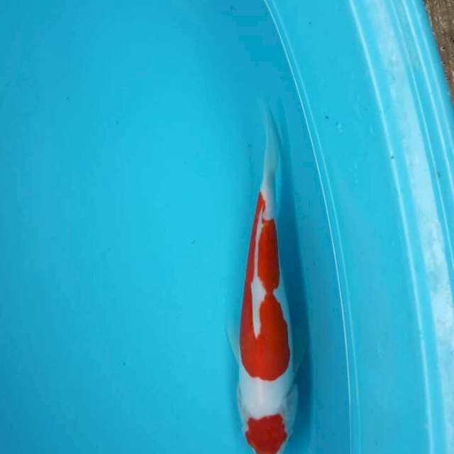 Kohaku maruten