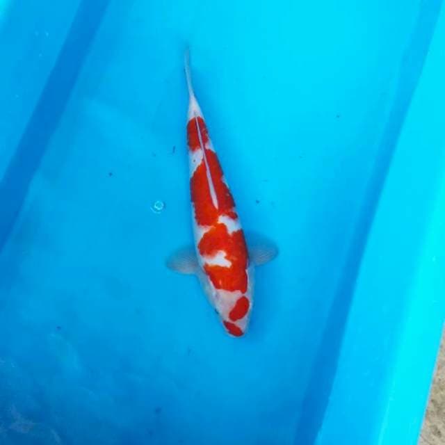 NJK - ORIGINAL KOHAKU