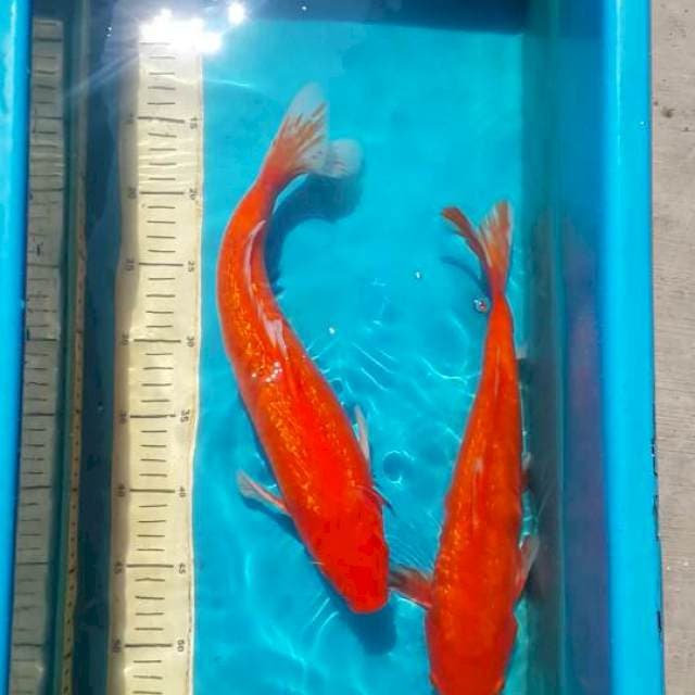 2 benigoi ginrin 40 bu