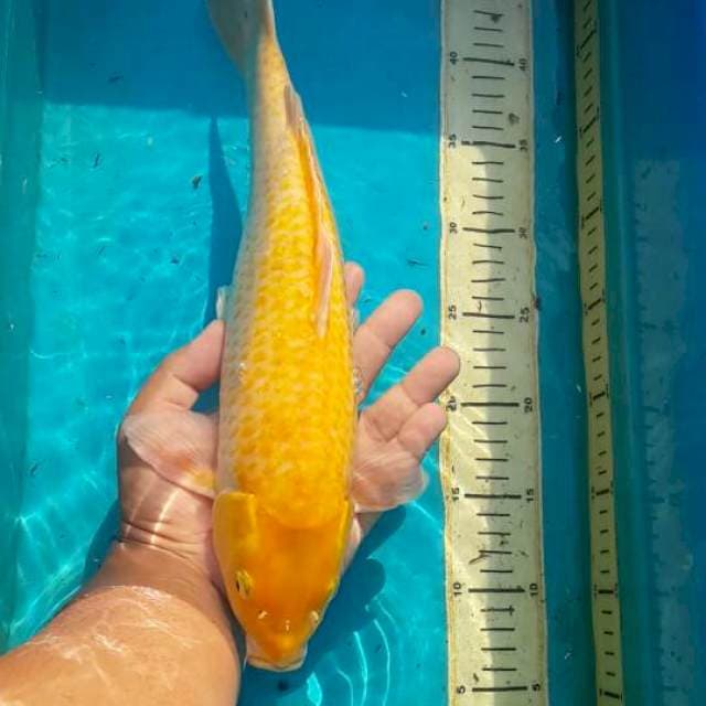 kanoko karasi 38 cm