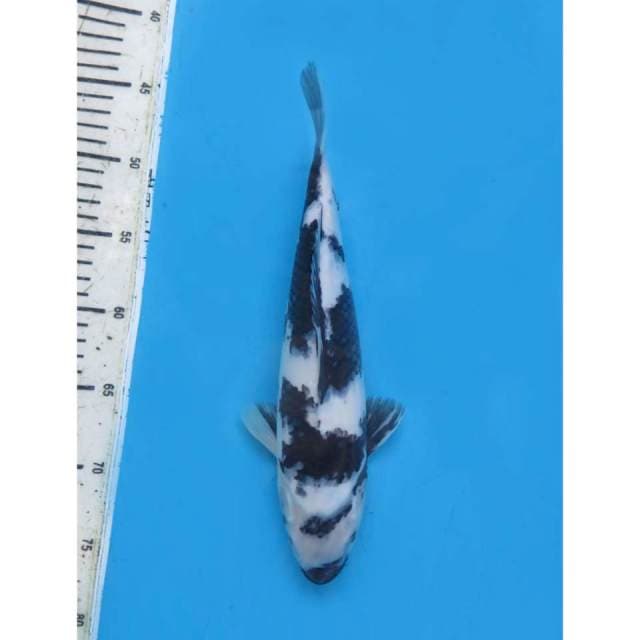 Shiro Utsuri Putih Salju - 34cm