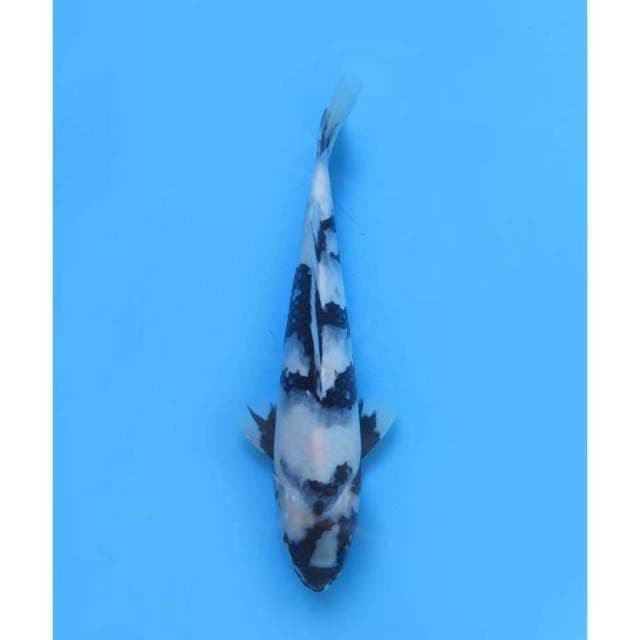 Shiro Utsuri Prospek Show , Male - 28cm