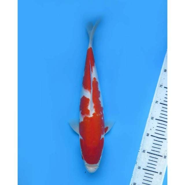 Kohaku Jumbo - 41cm