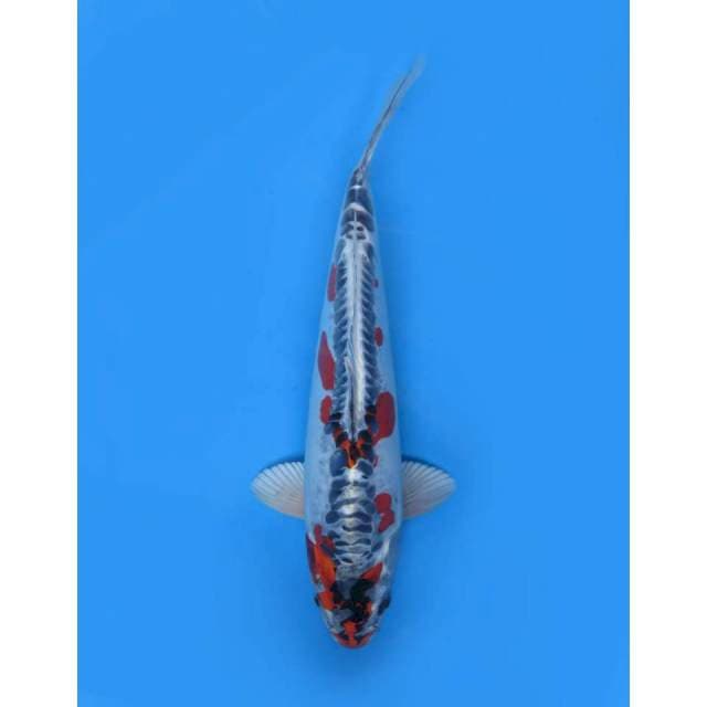Super Beni Kinkikokryu , Male - 33cm