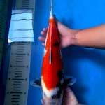 Bakat Jumbo Red Showa Tategoi 38 cm.