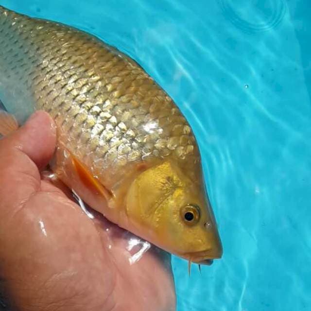 cagoi munuk 27 cm