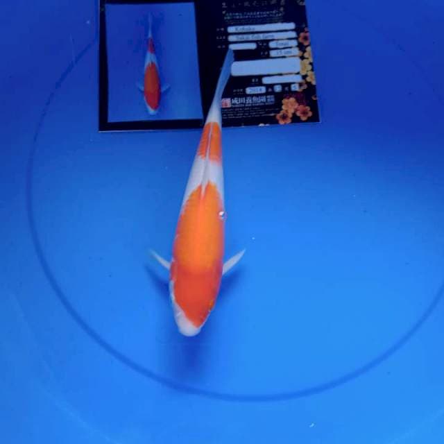 Kohaku 25cm import serti