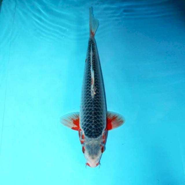 ASAGI KONJO NETTING RAPI READY SHOW 32 CM