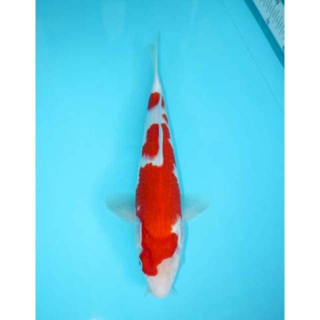 READY SHOW KOHAKU BAGUS 32 CM