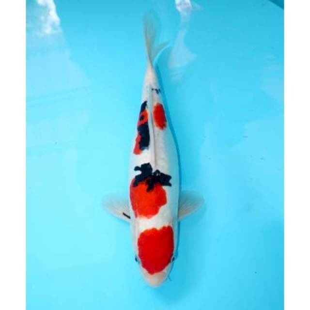MARUTEN SANKE DOITSU 32 CM